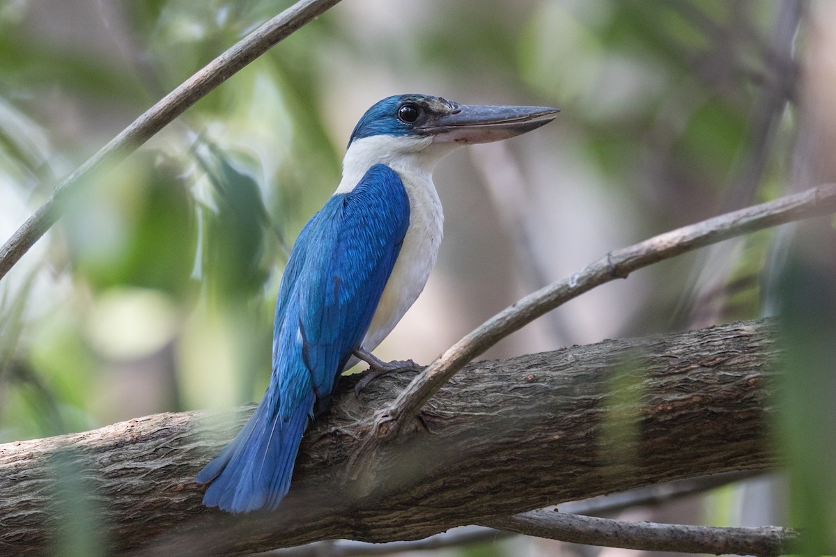 Collared Kingfisher (Oriental) - ML229203071