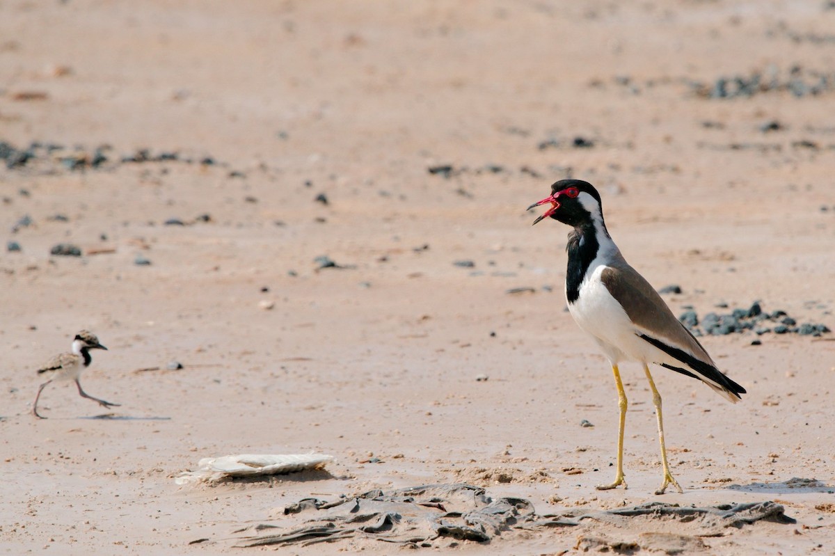 Red-wattled Lapwing - ML229203251