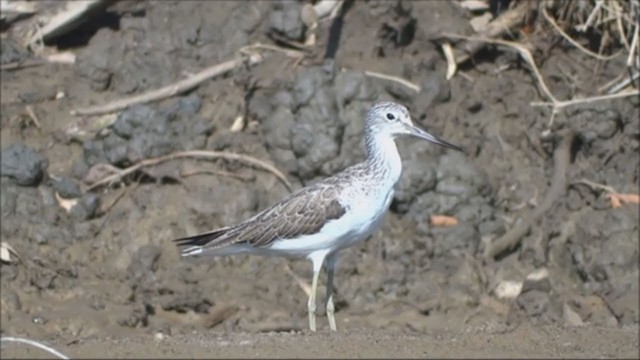 Common Greenshank - ML229203881