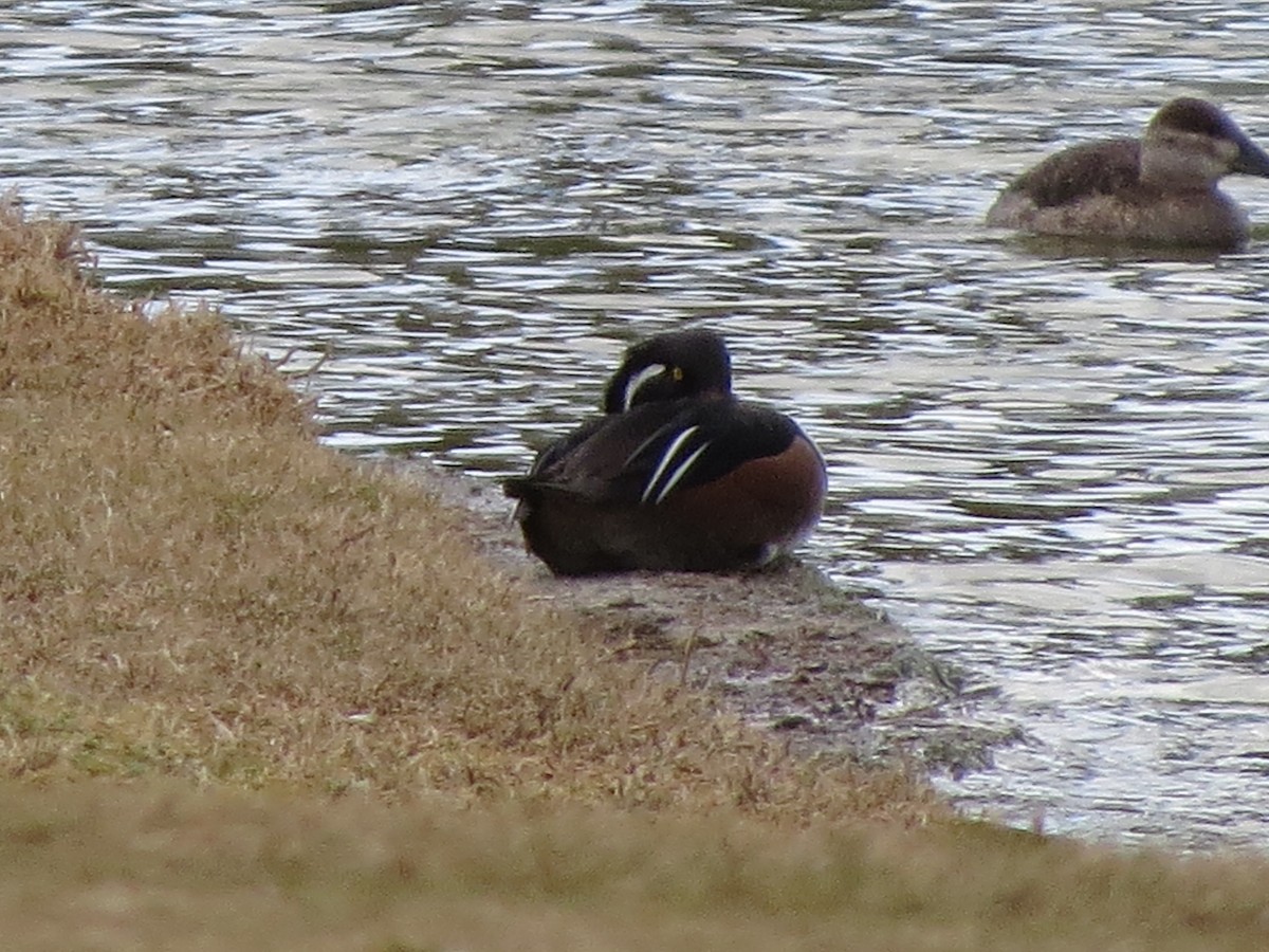 Hooded Merganser - Edana Salisbury