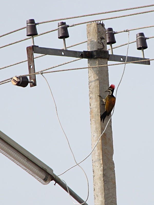 Black-rumped Flameback - ML229204501