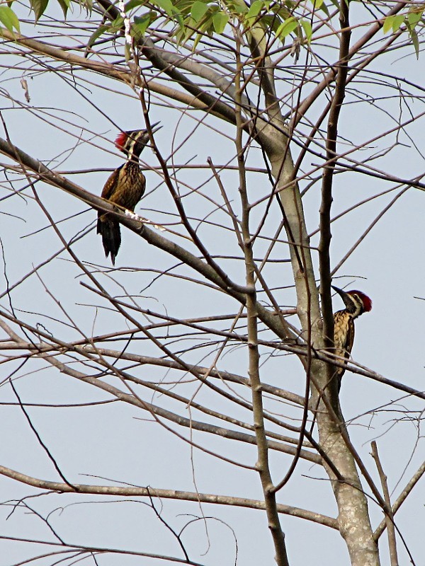 Black-rumped Flameback - ML229204561