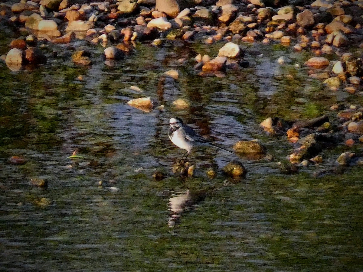 White Wagtail - Isaac Gallegos