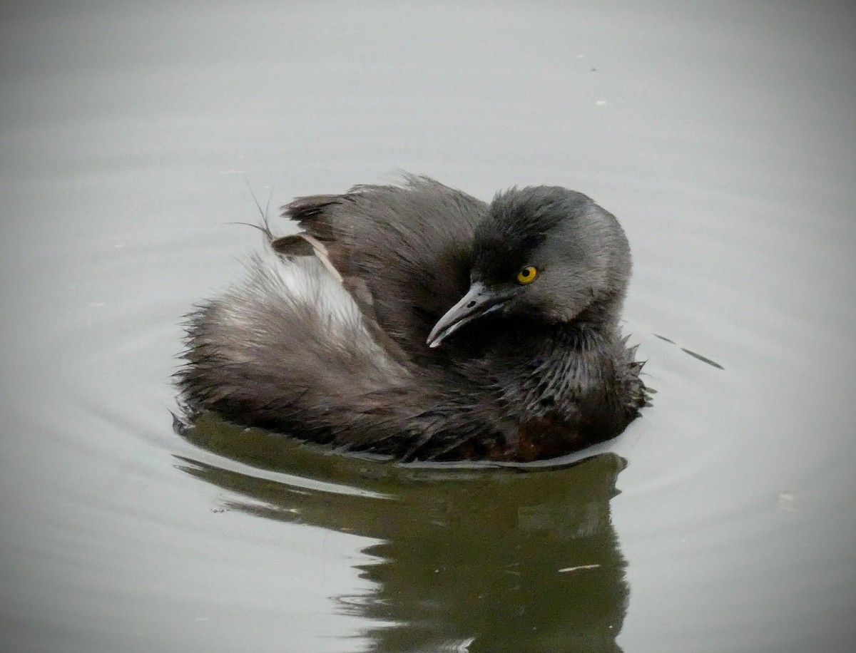 Least Grebe - ML229205611
