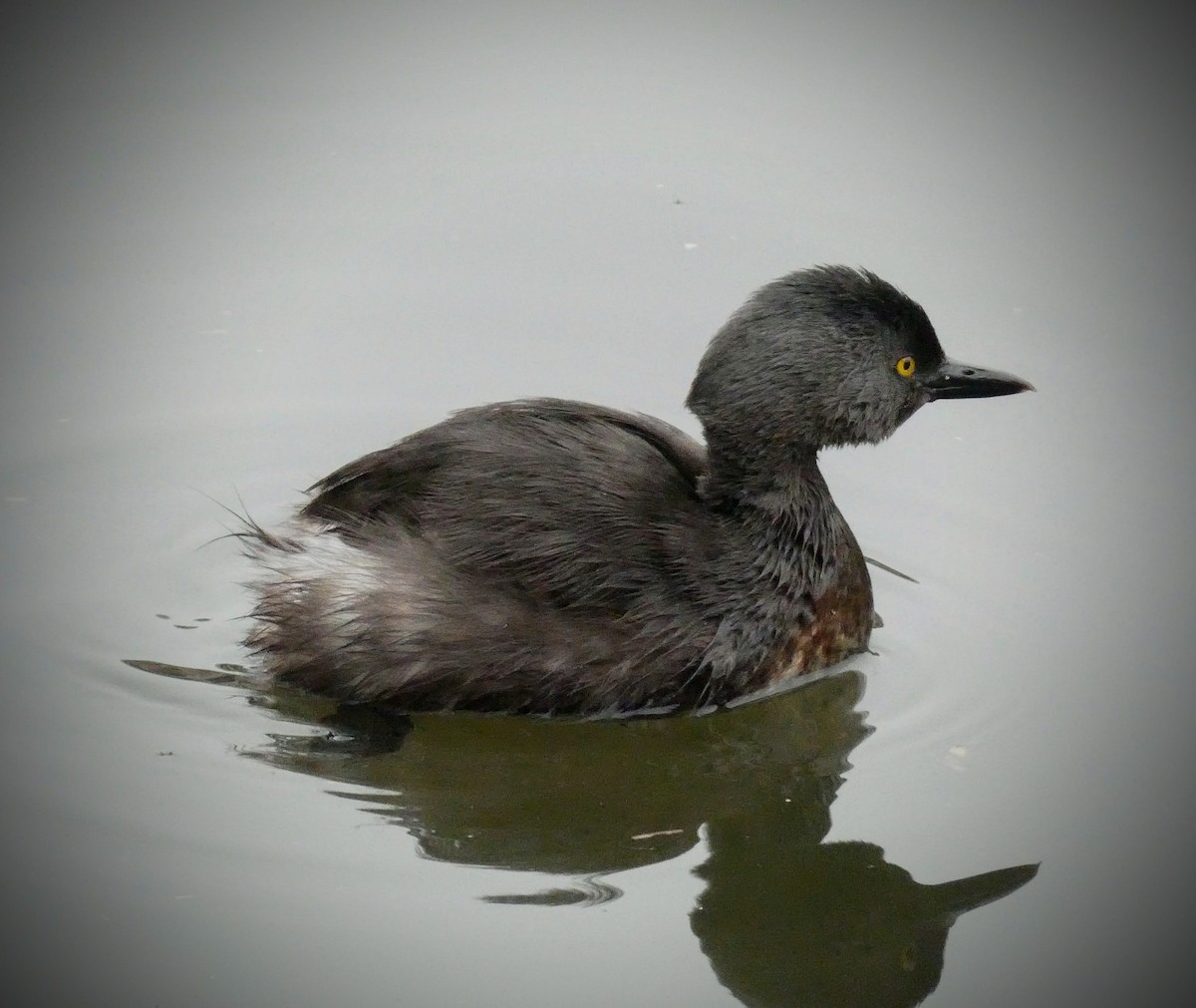Least Grebe - ML229205621