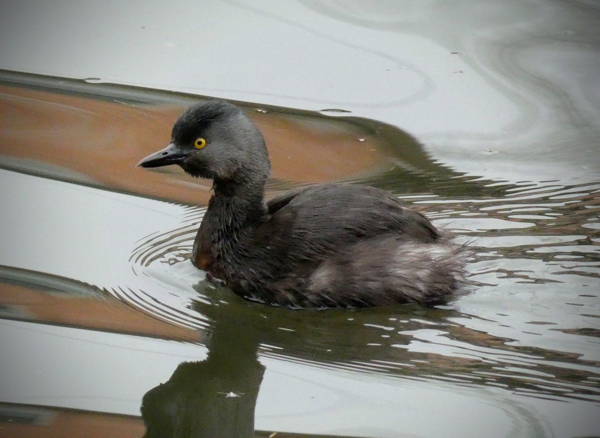 Least Grebe - ML229205631