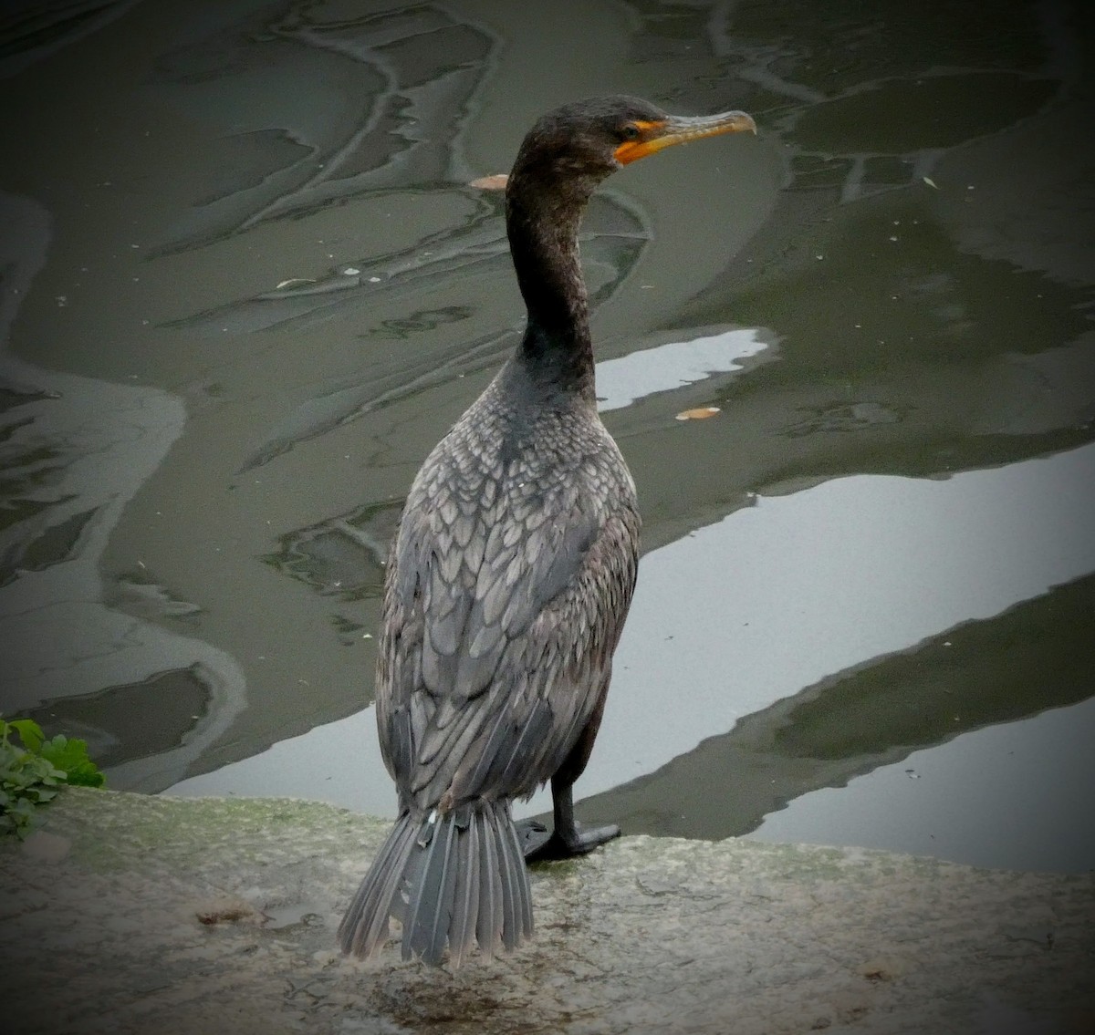 Double-crested Cormorant - ML229205721