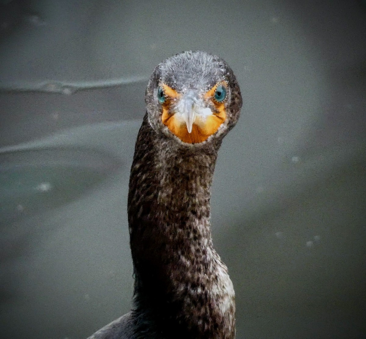 Double-crested Cormorant - ML229205731