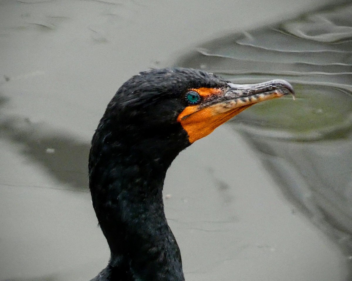 Double-crested Cormorant - ML229205741