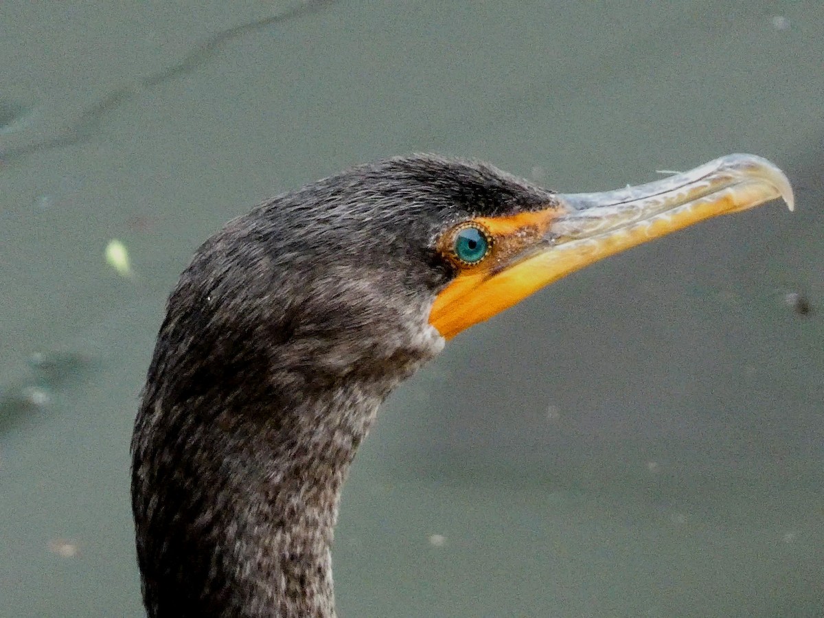 Double-crested Cormorant - ML229205751