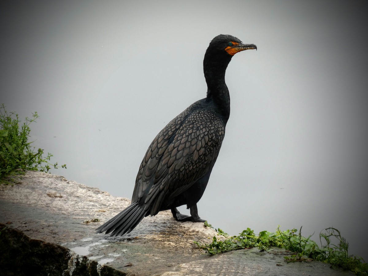 Double-crested Cormorant - ML229205771