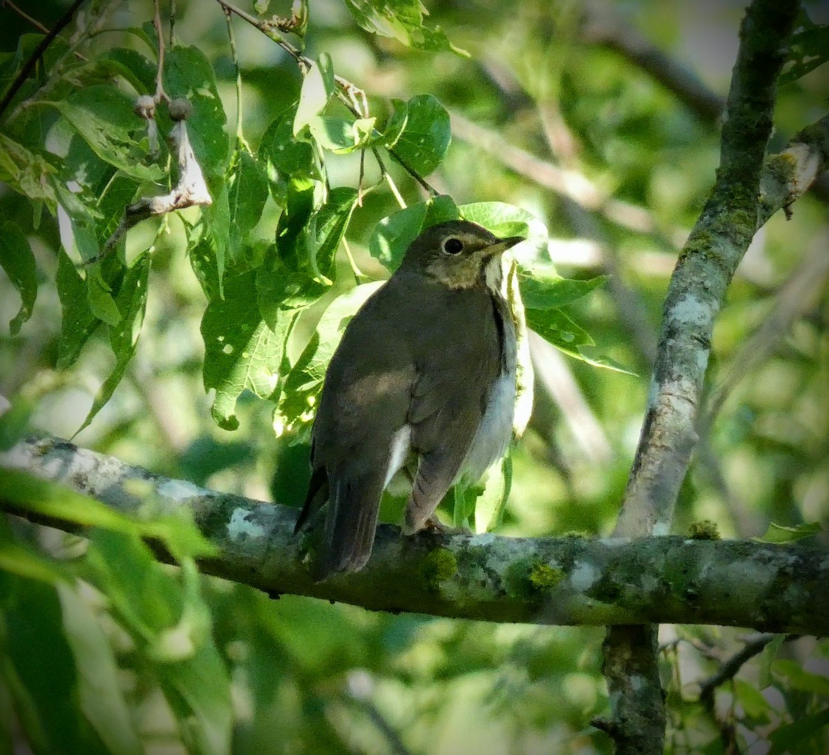 Swainson's Thrush - ML229206151