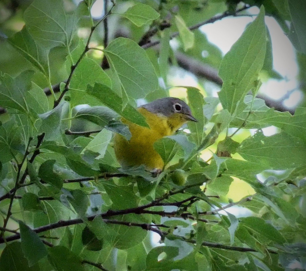 Nashville Warbler - ML229206221