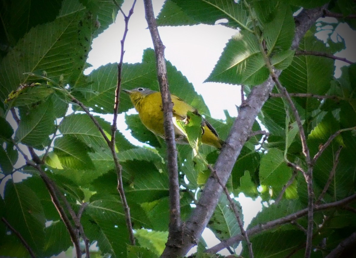 Nashville Warbler - ML229206231