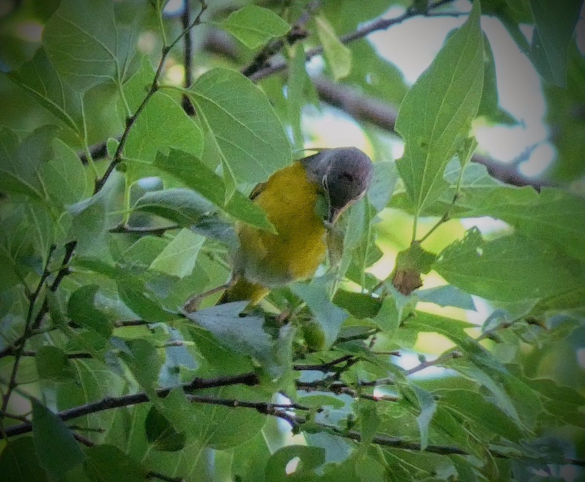 Nashville Warbler - ML229206241