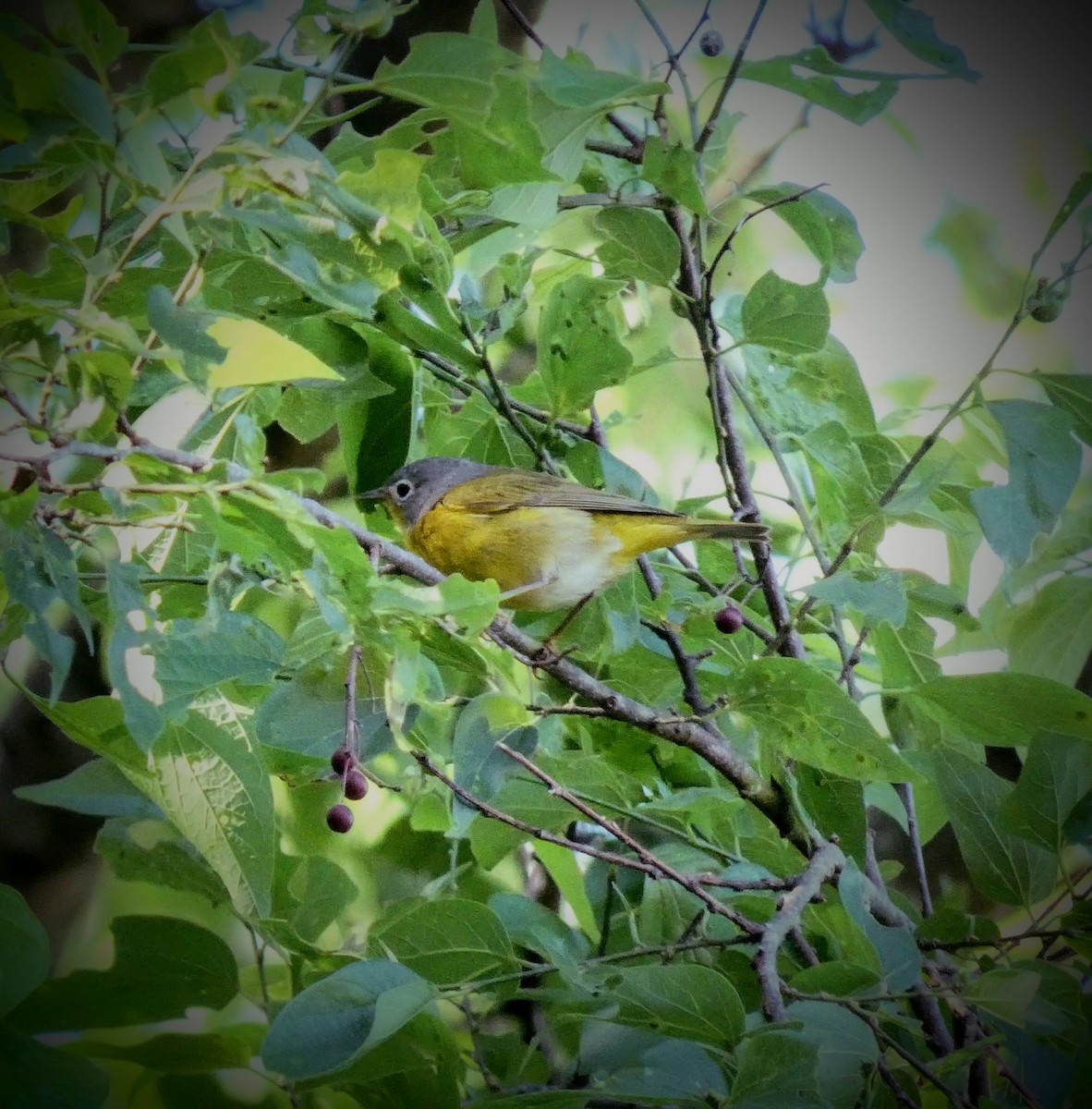 Nashville Warbler - ML229206251