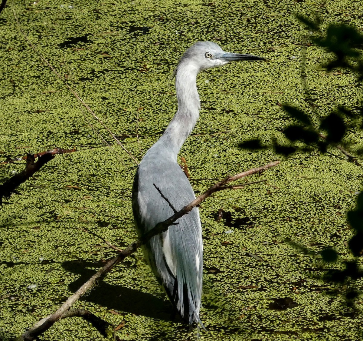 Little Blue Heron - ML229206321
