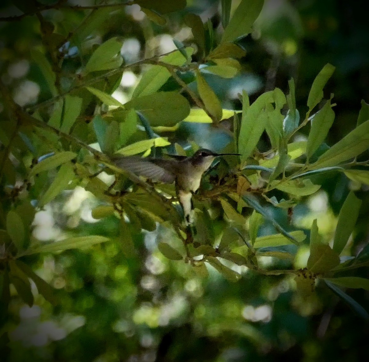 Black-chinned Hummingbird - ML229206391
