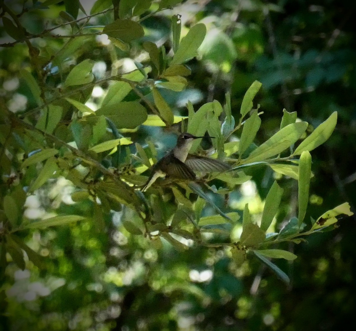 Black-chinned Hummingbird - ML229206401