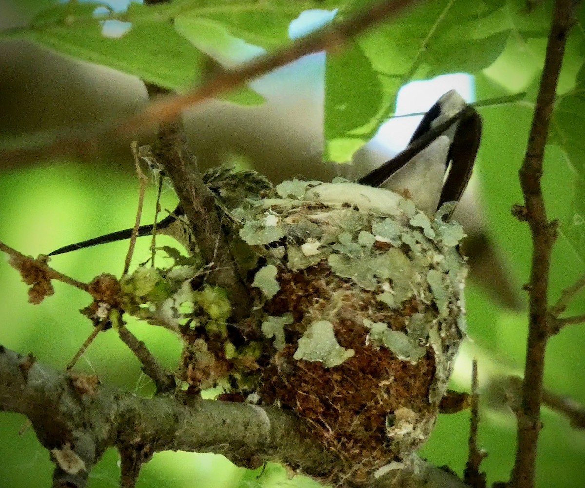 Black-chinned Hummingbird - ML229206421