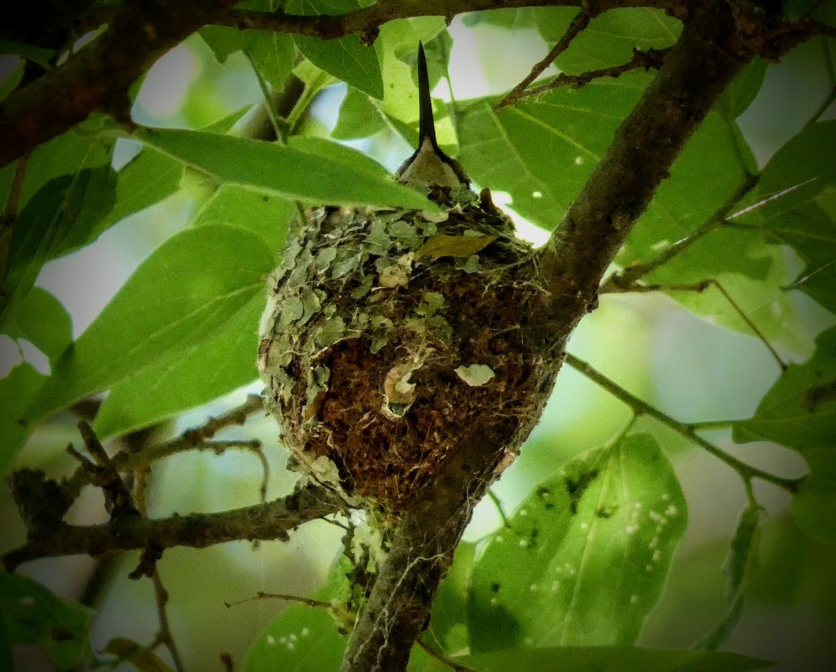 Black-chinned Hummingbird - ML229206431