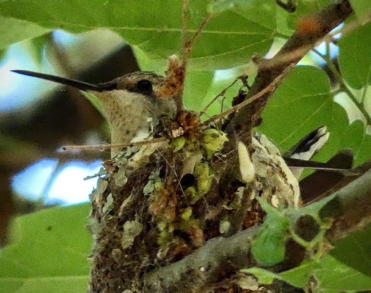 Black-chinned Hummingbird - ML229206571