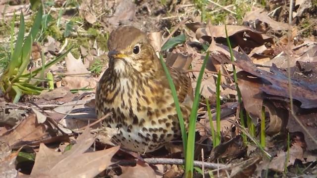 Song Thrush - ML229207161