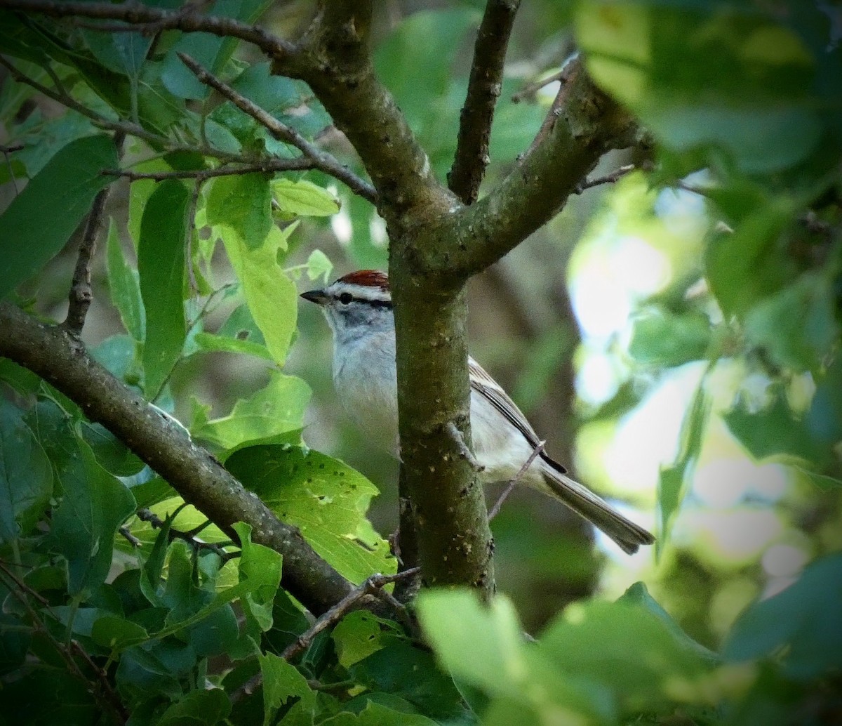 Chipping Sparrow - ML229207441
