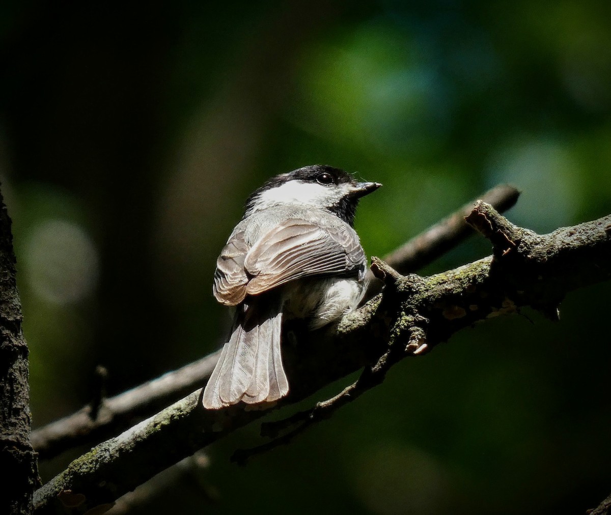 Carolina Chickadee - ML229207501