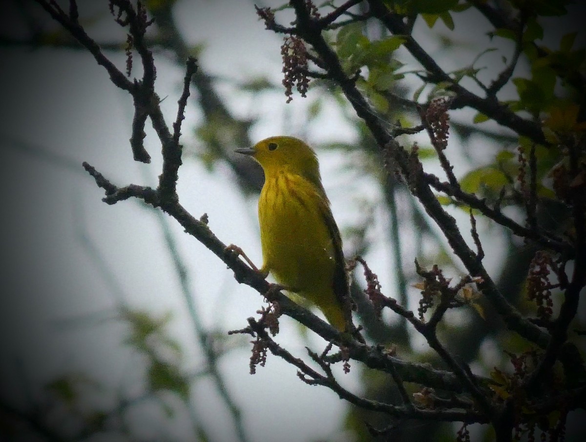 Northern Yellow Warbler - ML229207641