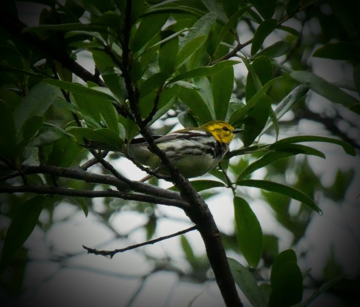 Black-throated Green Warbler - ML229207721