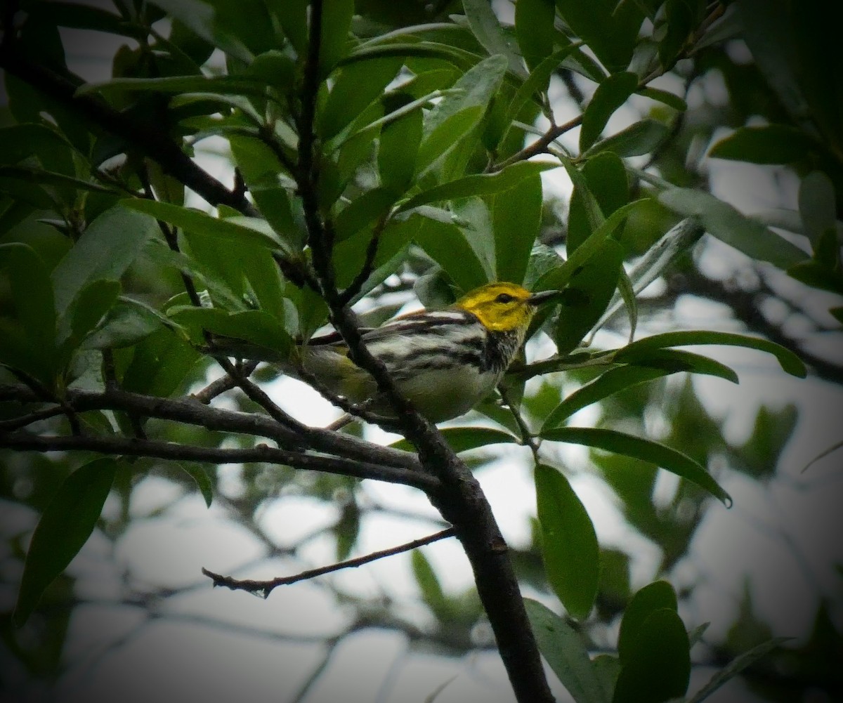 Black-throated Green Warbler - ML229207731