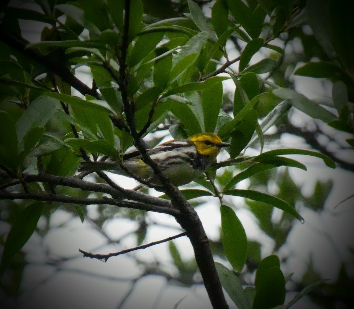 Black-throated Green Warbler - ML229207751