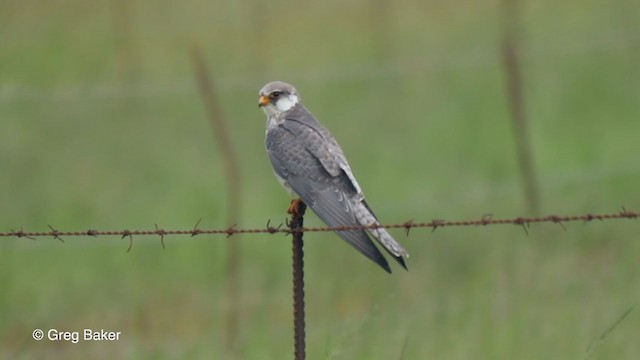 Amur Falcon - ML229207761