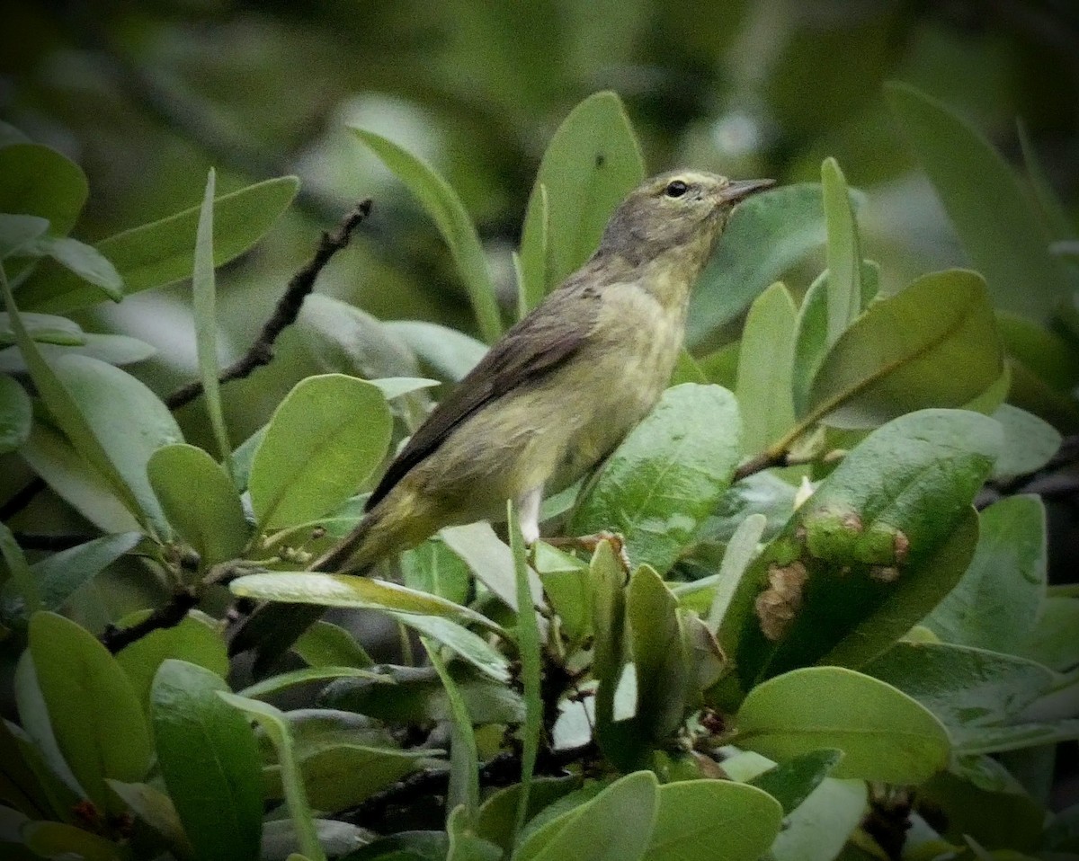Orange-crowned Warbler - ML229207831