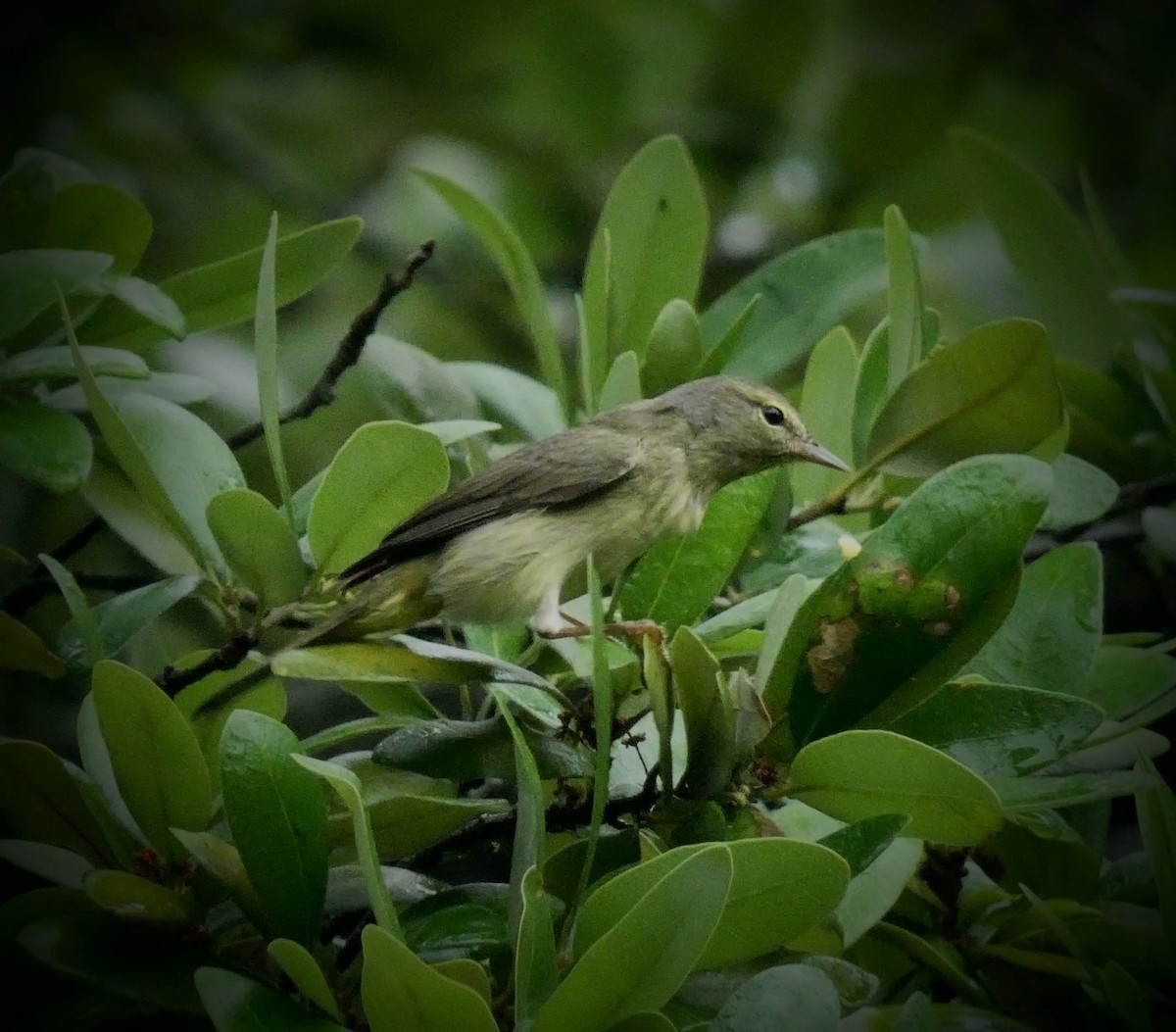 Orange-crowned Warbler - ML229207841