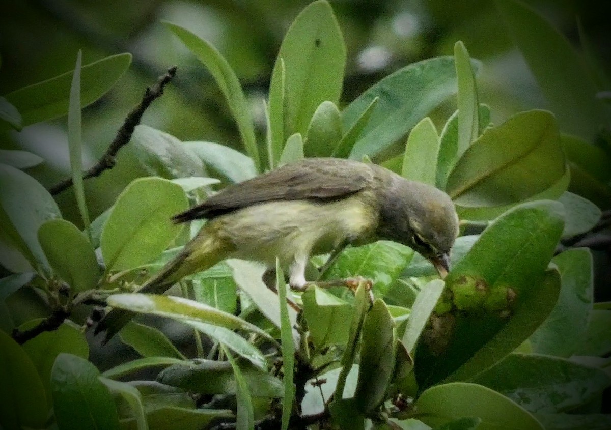 Orange-crowned Warbler - ML229207921