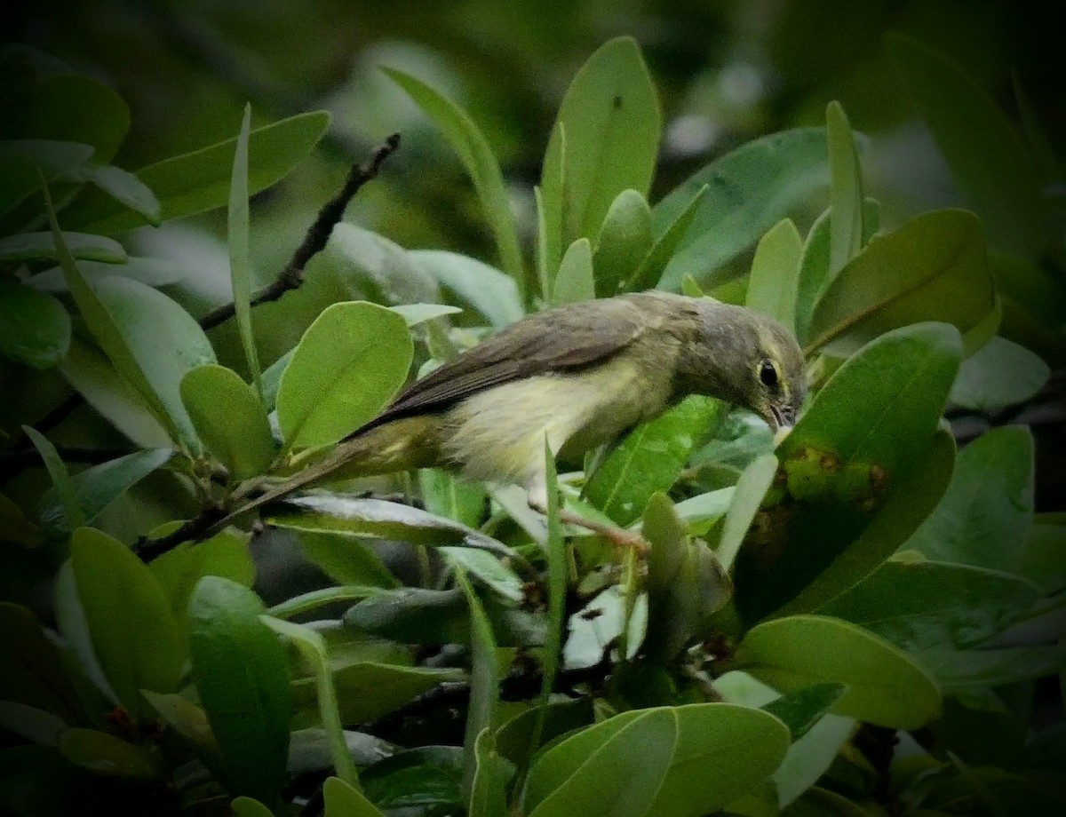 Orange-crowned Warbler - ML229207941