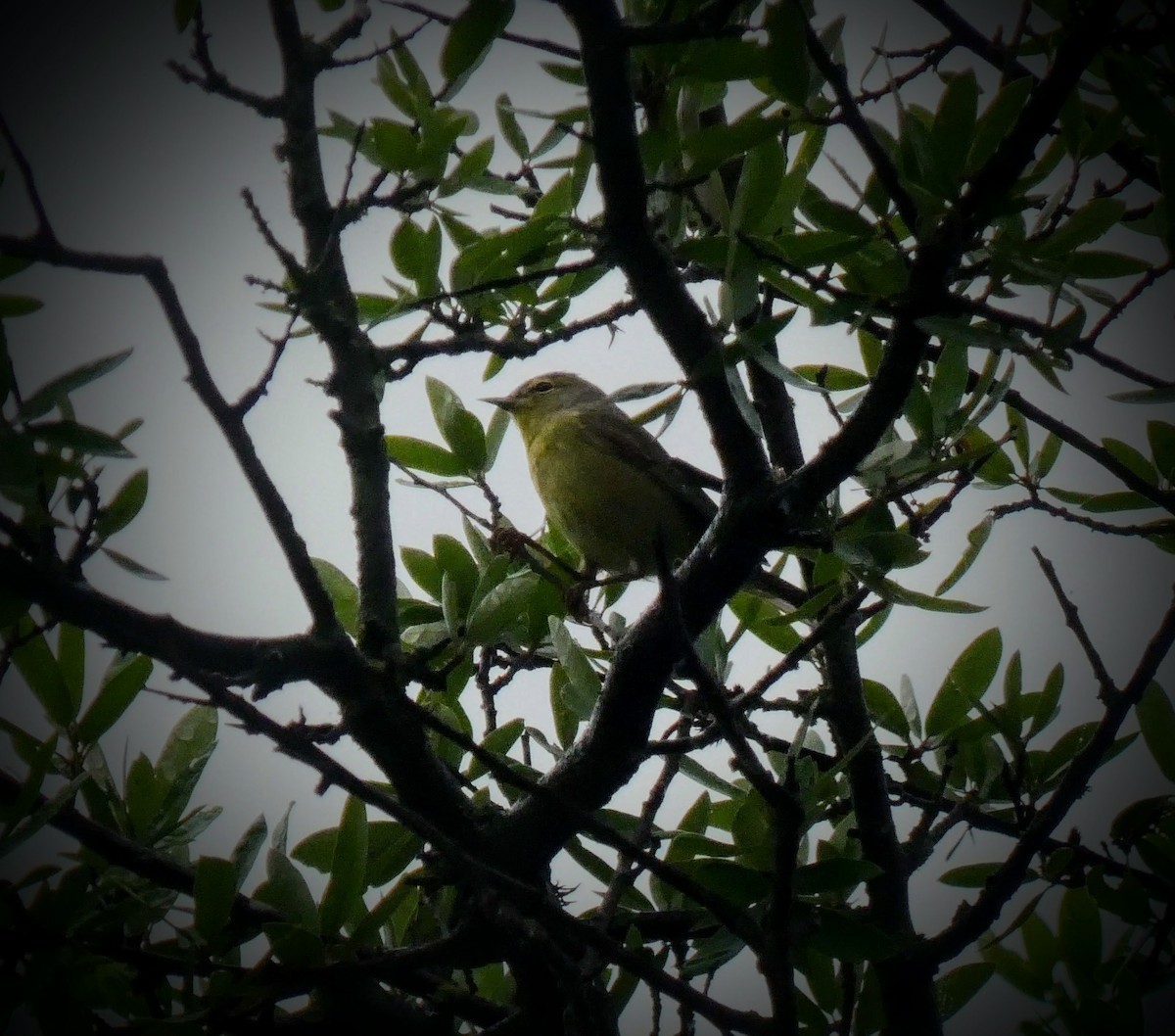 Orange-crowned Warbler - ML229207991