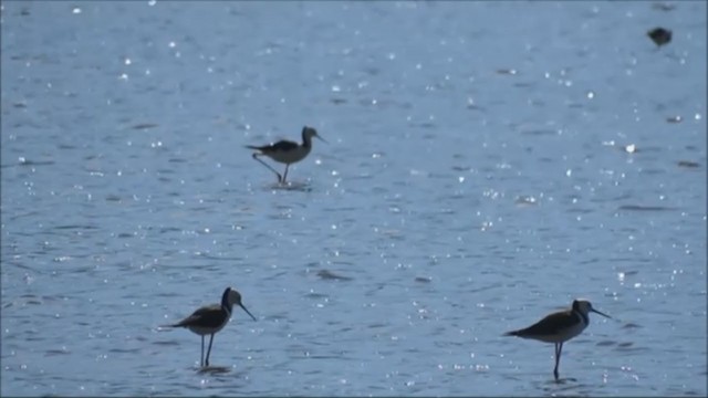 Pied Stilt - ML229208241