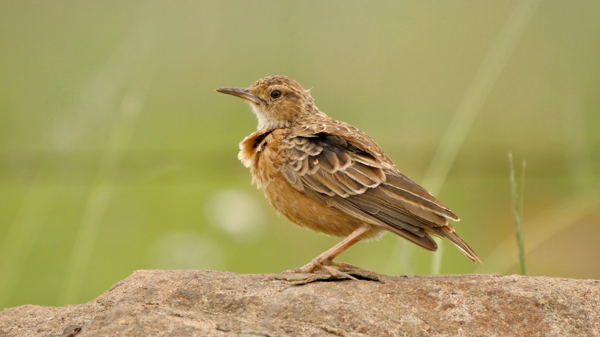 Spike-heeled Lark (Spike-heeled) - Greg Baker