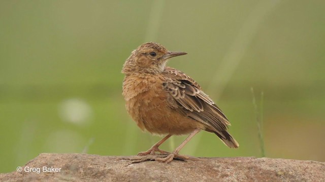 Spike-heeled Lark - ML229208741