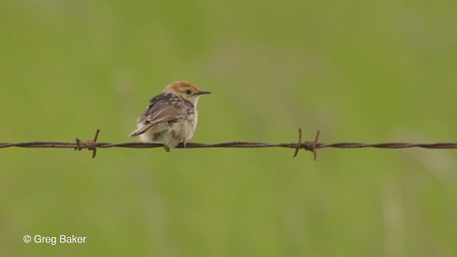 Levaillant's Cisticola - ML229208861