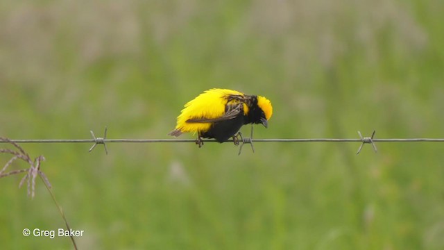 Yellow-crowned Bishop - ML229209161