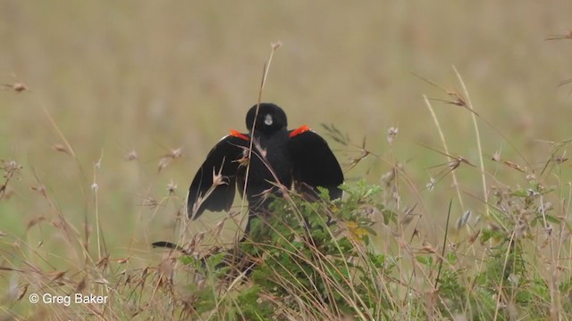 Long-tailed Widowbird - ML229209471