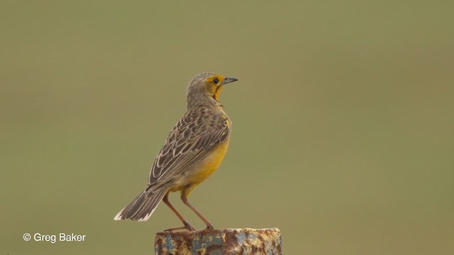 Orange-throated Longclaw - ML229210091