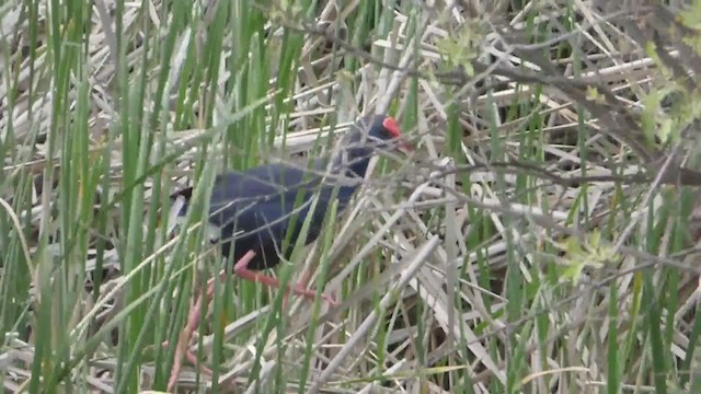 Western Swamphen - ML229210271