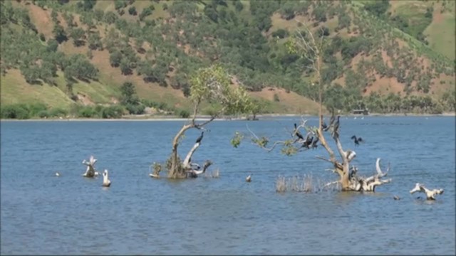 Little Black Cormorant - ML229210601