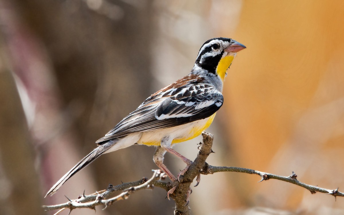 Somali Bunting - Thierry NOGARO