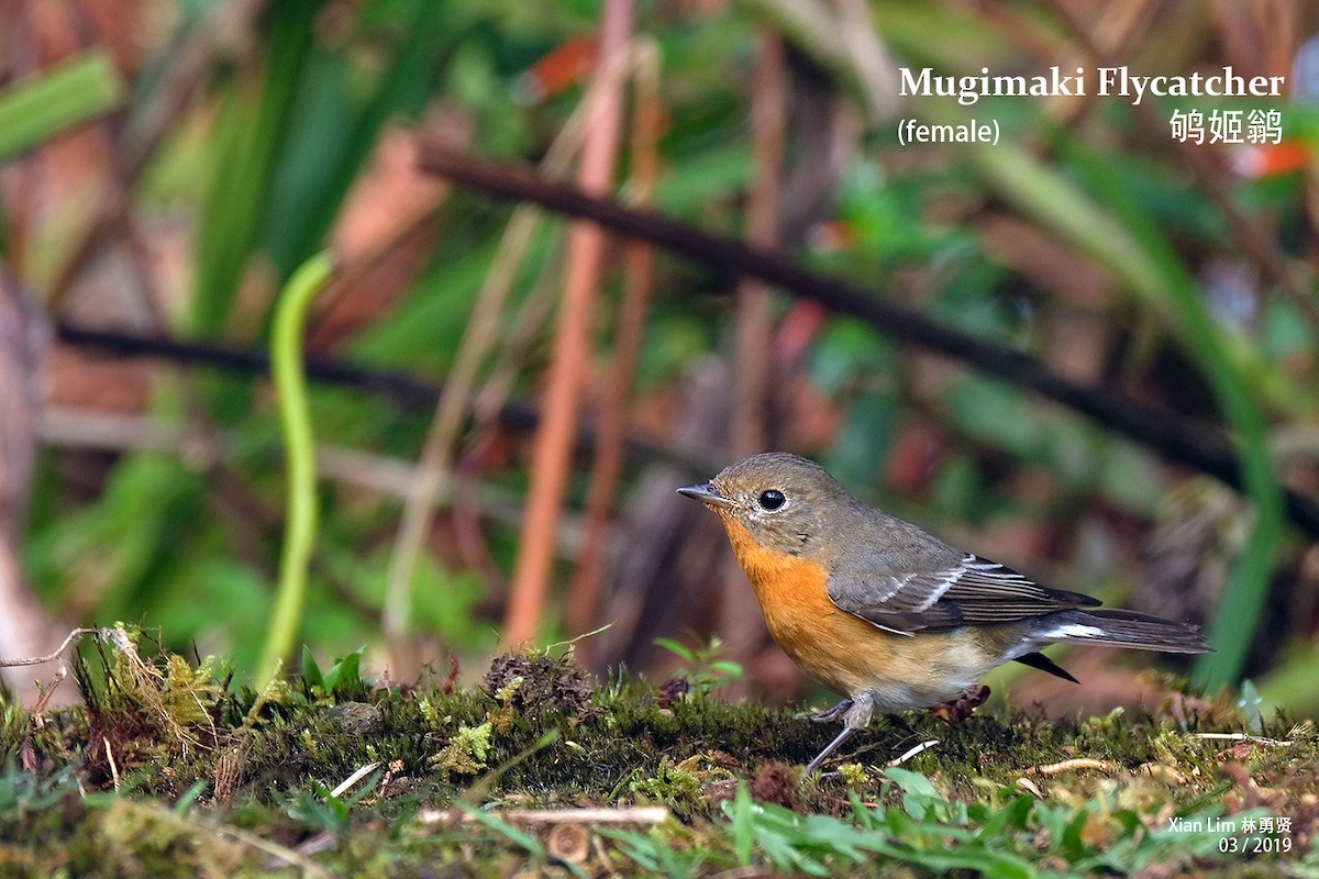 Mugimaki Flycatcher - ML229211041